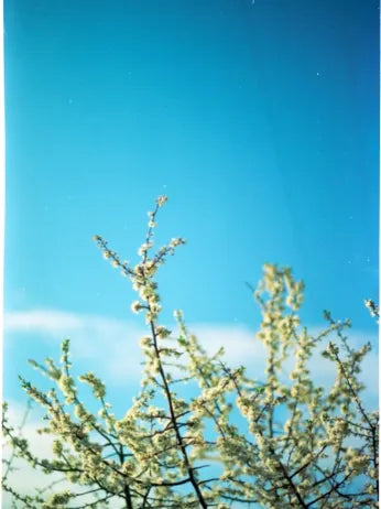 Bright sky and treetops seen through a circular polarizer